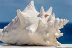 seashell