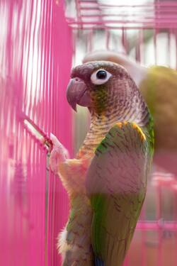 conure