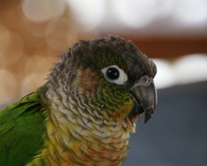 conure